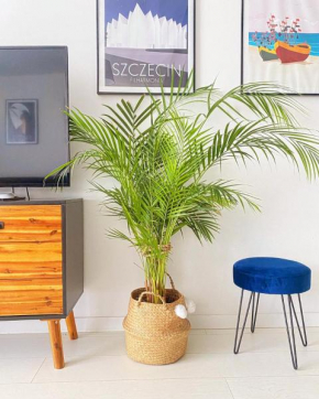 Apartament MONSTERA in Dziwnówek